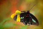 Azja; Malezja; owad; motyl; Rajah Brooke's Birdwing; Trogonoptera brookiana albescens