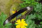 0051-0764; 3651 x 2425 pix; Azja, Malezja, owad, motyl, Rajah Brooke’s Birdwing, Trogonoptera brookiana albescens