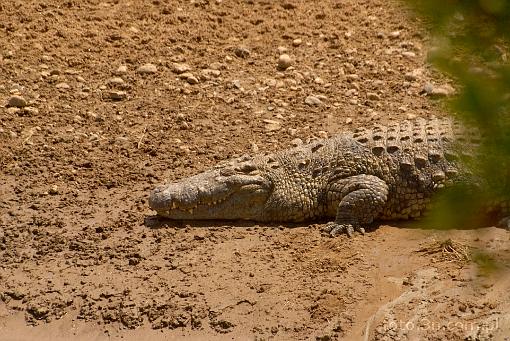Afryka; Kenia; krokodyl