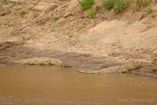 Afryka; Kenia; krokodyl