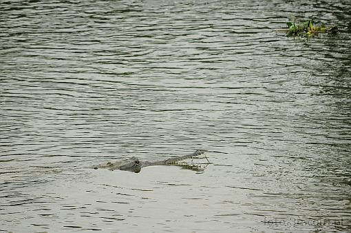 Azja; Nepal; Chitwan National Park; krokodyl; gawial