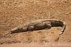 0065-0100; 3872 x 2592 pix; Afryka, Kenia, krokodyl