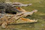 Azja; Wietnam; krokodyl