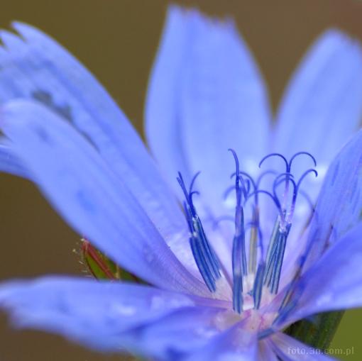 kwiat; niebieski kwiat; cykoria podró¿nik
