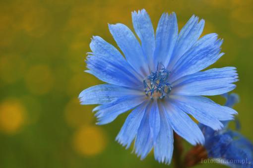 Kwiaty niebieskie