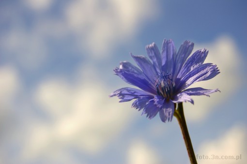 kwiat; niebieski kwiat; cykoria podró¿nik