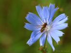 kwiat; niebieski kwiat; cykoria podrnik