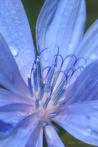 kwiat; niebieski kwiat; cykoria podrnik