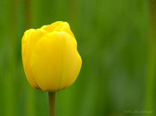 kwiat; tulipan; ¿ó³ty tulipan