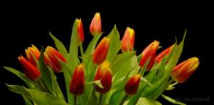 0108-0420; 3872 x 1921 pix; kwiat, tulipan
