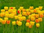 0108-0455; 3225 x 2418 pix; kwiat, tulipan