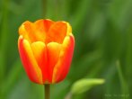 0108-0500; 3414 x 2562 pix; kwiat, tulipan
