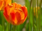 kwiat; tulipan
