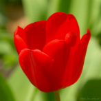 kwiat; tulipan; czerwony tulipan