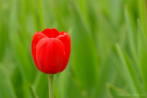 0108-0540; 3866 x 2588 pix; kwiat, tulipan, czerwony tulipan