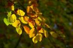 0113-0082; 3580 x 2396 pix; liść, jesień, gałąź, buk zwyczajny