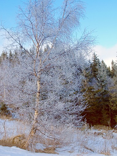 zima; nieg; drzewo