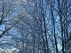 0910-0522; 3648 x 2736 pix; zima, drzewo, nieg