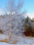 0910-0519; 2282 x 3042 pix; zima, nieg, drzewo