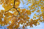 0920-0502; 3825 x 2561 pix; drzewo, jesień, liść