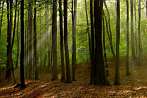 0920-0472; 3872 x 2592 pix; las, jesień, drzewo, smuga światła