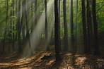 0920-0475; 3872 x 2592 pix; las, jesień, drzewo, smuga światła