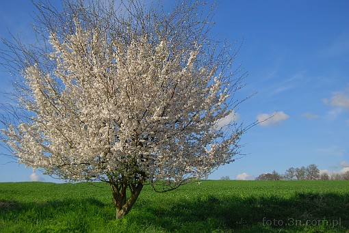 wiosna; drzewo; kwiat; niebo