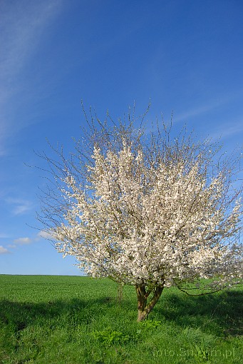 wiosna; drzewo; kwiat; niebo