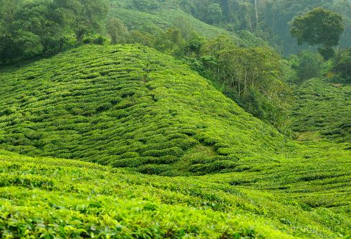 Azja; Malezja; Cameron Highlands; herbata; drzewo herbaciane; wzgrza herbaciane