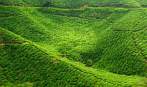 1BF3-0225; 4623 x 2742 pix; Azja, Malezja, Cameron Highlands, herbata, drzewo herbaciane, wzgrza herbaciane
