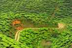 1BF3-0240; 4288 x 2848 pix; Azja, Malezja, Cameron Highlands, herbata, drzewo herbaciane, wzgrza herbaciane