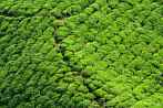 1BF3-0330; 4288 x 2848 pix; Azja, Malezja, Cameron Highlands, herbata, drzewo herbaciane, wzgrza herbaciane