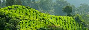 1BF3-0620; 6565 x 2274 pix; Azja, Malezja, Cameron Highlands, herbata, drzewo herbaciane, wzgrza herbaciane