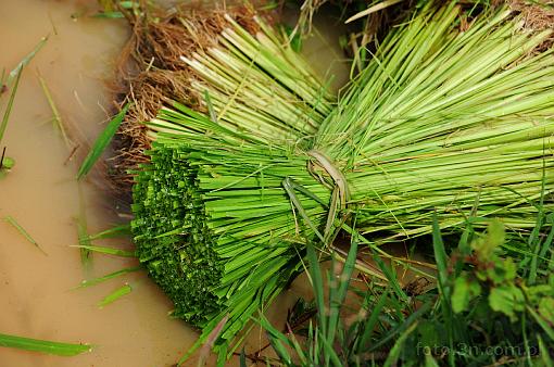 Azja; Kambodża; pole ryżowe; ryż
