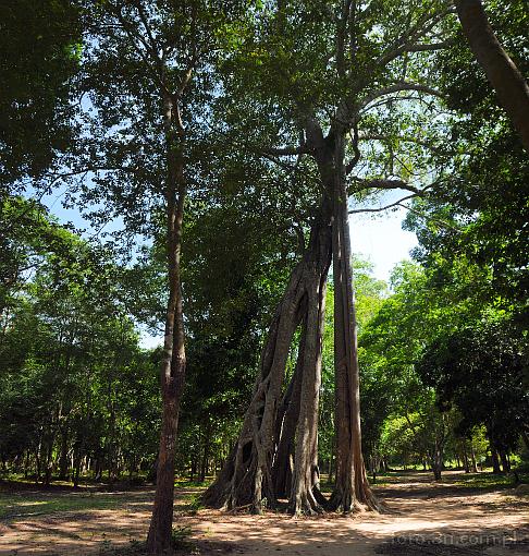 Azja; Kamboda; Sambor Prei Kuk; drzewo