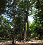 1BJC-0400; 4200 x 4403 pix; Azja, Kamboda, Sambor Prei Kuk, drzewo
