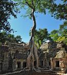 1BJE-0310; 4074 x 4560 pix; Azja, Kambodża, Angkor, Ta Prohm, Świątynia Ta Prohm, świątynia