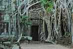 1BJE-0430; 4169 x 2770 pix; Azja, Kambodża, Angkor, Ta Prohm, Świątynia Ta Prohm, świątynia