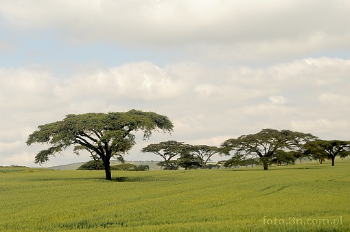 Afryka; Kenia; drzewo; akacja