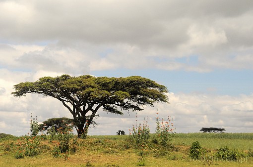 Afryka; Kenia; drzewo; akacja