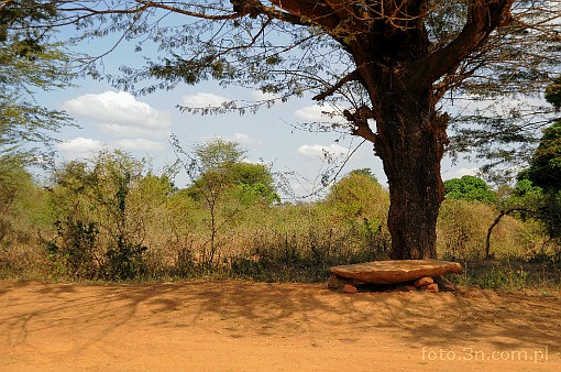 Afryka; Kenia; awka; drzewo
