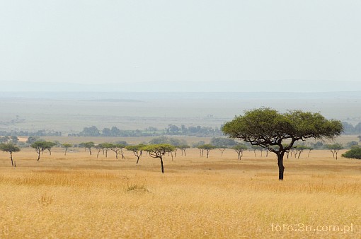 Afryka; Kenia; Masai Mara; sawanna