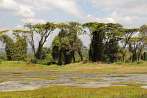 1CA1-0032; 4288 x 2848 pix; Afryka, Kenia, drzewo, akacja