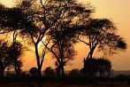 1CA1-0901; 3739 x 2483 pix; Afryka, Kenia, drzewo, zachód s³oñca