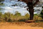 1CA1-0070; 3947 x 2622 pix; Afryka, Kenia, ³awka, drzewo