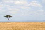 1CA1-0003; 4197 x 2788 pix; Afryka, Kenia, sawanna, drzewo, akacja