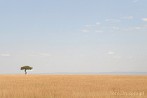 1CA1-0004; 3507 x 2331 pix; Afryka, Kenia, sawanna, drzewo, akacja