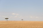 1CA1-0005; 3786 x 2514 pix; Afryka, Kenia, sawanna, drzewo, akacja