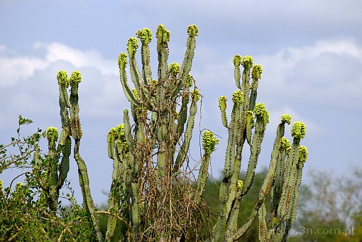 Afryka; Kenia; kaktus