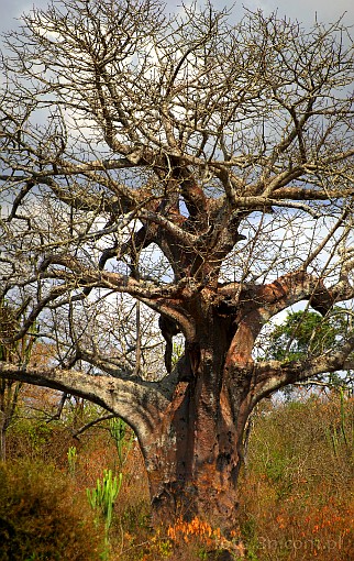 Afryka; Kenia; drzewo; baobab